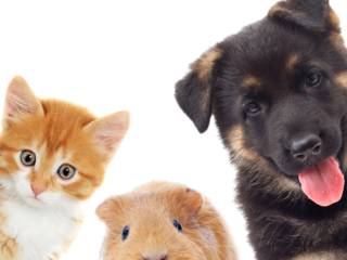 O bem-estar do seu pet começa na alimentação