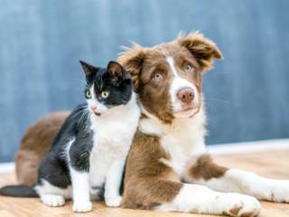 Mais do que produtos, cuidado de verdade com seu pet