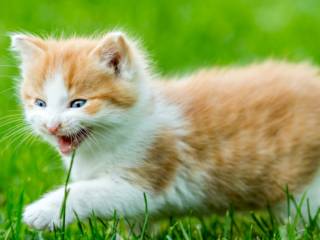 Sua nova opção em produtos para animais