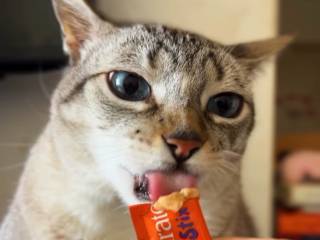 Petiscos para gatos: um carinho que eles adoram