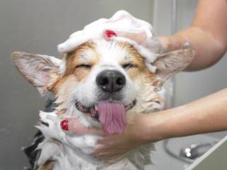 5 vantagens de dar banho no cachorro em pet shop