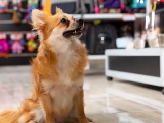 Creche Pet Em Praia Grande SP: Mais Qualidade De Vida Para Seu Pet