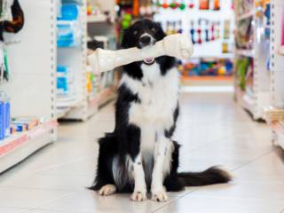 Pet shop no Rio de Janeiro: cuidado em cada fase do pet