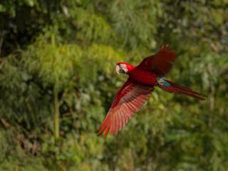 Afugentamento de fauna silvestre garante a preservação da biodiversidade