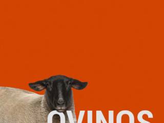 Ovinos