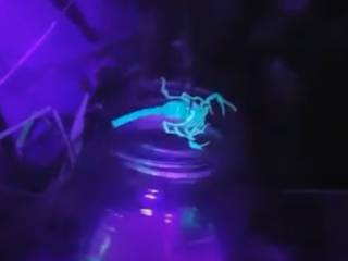 Captura Noturna de Escorpiões - Parte 1