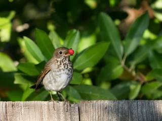Controle de Pássaros