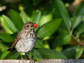 Controle de Pássaros