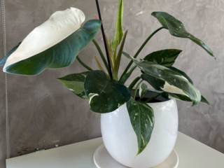 As mais belas opções em plantas para o seu lar você encontra aqui, na Vasos Decor em Mineiros!!