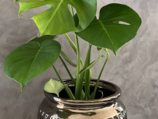 Costela de Adão em Mineiros: Encontre a Sua na Vasos Decor e Encante-se