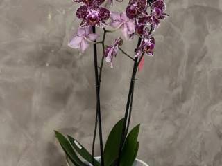 Encante-se com a Elegância das Orquídeas: A Beleza que Transforma Seu Ambiente na Vasos Decor