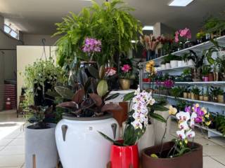 Mineiros floresce com a Vasos Decor: vasos e jardins para todos os estilos