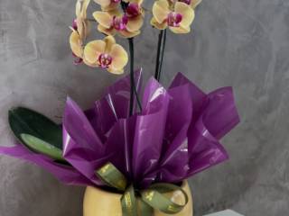 Encante-se com a Beleza das Orquídeas!