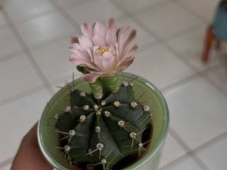 Pequenos no tamanho, gigantes na beleza: os cactos também florescem