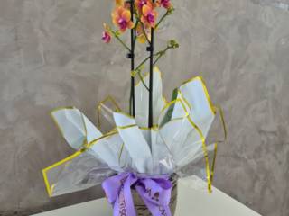 Orquídeas: a elegância que nunca sai de moda