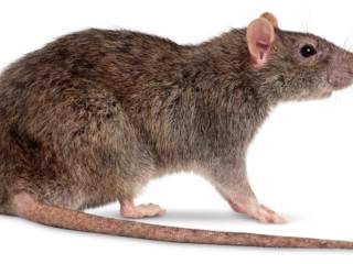 Ratazanas ou Ratos de Esgoto - Rattus novergicus 