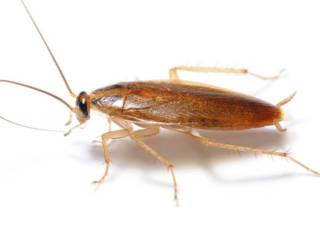 BARATA GERMANICA (BLATELLA GERMÂNICA)