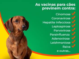 Não deixe de vacinar seu cão!