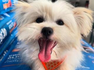 Rede Pop Pet Center em Mineiros: Seu Pet Merece o Melhor!