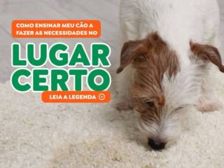 Xixi Fora do Lugar? Ensine Seu Pet com Amor, Paciência e as Dicas Certas!