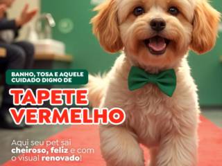 Banho e tosa com glamour de cinema!