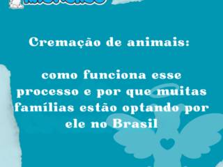 Cremação de animais: como funciona esse processo e por que muitas famílias estão optando por ele no Brasil