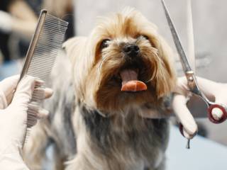 Cuidados Especiais: Banho e Tosa com Carinho na Pet Company