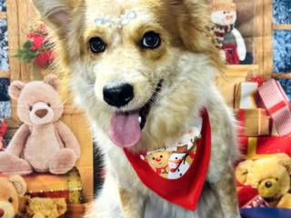 Deixe Seu Pet Ainda Mais Lindão: Banho e Tosa na Pet Company!