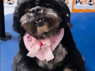 Pet Company: Cuidado, Carinho e Estilo para o Seu Pet em Mineiros!