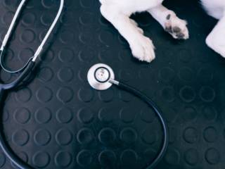 Exames Veterinários Com Precisão: Tecnologia E Cuidado Na Bicho Da Gente Em Ourinhos