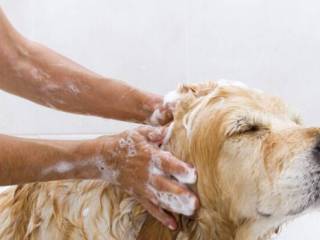 A importância do banho para pets
