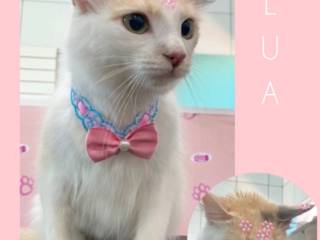 Você sabia que o Pet Lulu Banho e Tosa também fornece serviços especiais para felinos?
