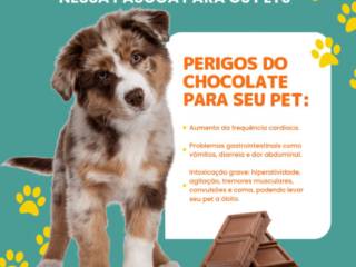 Cachorro pode comer chocolate?
