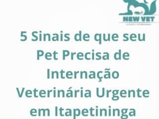 5 Sinais de que seu Pet Precisa de Internação Veterinária Urgente em Itapetininga