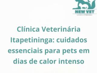 Clínica Veterinária Itapetininga: cuidados essenciais para pets em dias de calor intenso