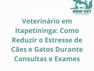 Veterinário em Itapetininga: Como Reduzir o Estresse de Cães e Gatos Durante Consultas e Exames