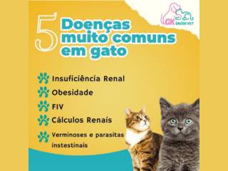 5 Doenças Comuns em Gatos