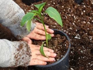 Dicas Essenciais para Manter Seu Jardim Saudável Durante Todo o Ano