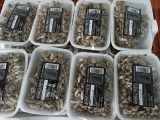 Curiosidades sobre Shimejis: Explorando a Diversidade dos Cogumelos