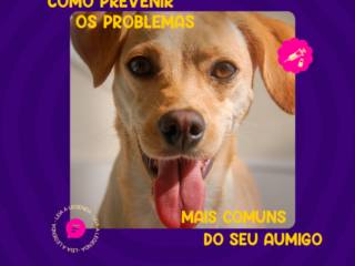 Saiba como prevenir os problemas mais comuns do seu Aumigo!