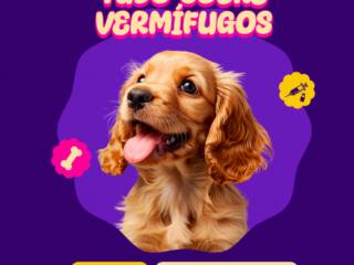 Saiba tudo sobre vermífugos e mantenha seu aumigo seguro contra parasitas!