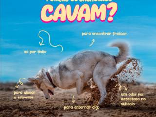 Porque os cachorros cavam? A Casa Caramelo te conta!