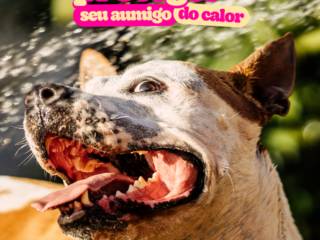Você Sabe Como Proteger Seu Aumigo do Calor? Confira as Dicas que a Casa Caramelo Preparou para Você!