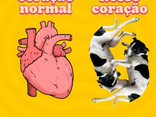 Nosso Coração Late Mais Forte por Eles!