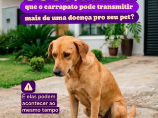 Você sabia que o carrapato pode transmitir mais de uma doença para o seu pet?
