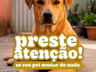 Mudanças no comportamento do seu aumigo pode ser um sinal de alerta