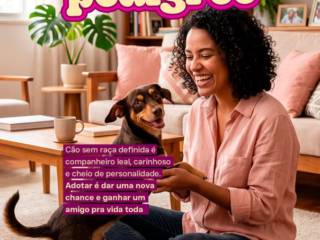 O amor não precisa de pedigree: você já pensou em adotar um aumigo?