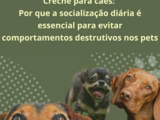 Creche para cães: por que a socialização diária é essencial para evitar comportamentos destrutivos nos pets