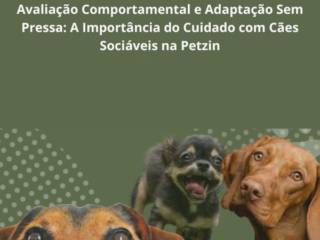Avaliação Comportamental e Adaptação Sem Pressa: A Importância do Cuidado com Cães Sociáveis na Petzin