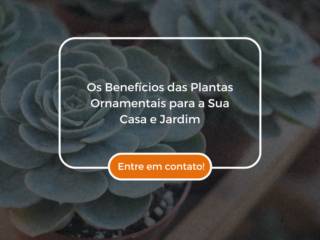 Os Benefícios das Plantas Ornamentais para a Sua Casa e Jardim